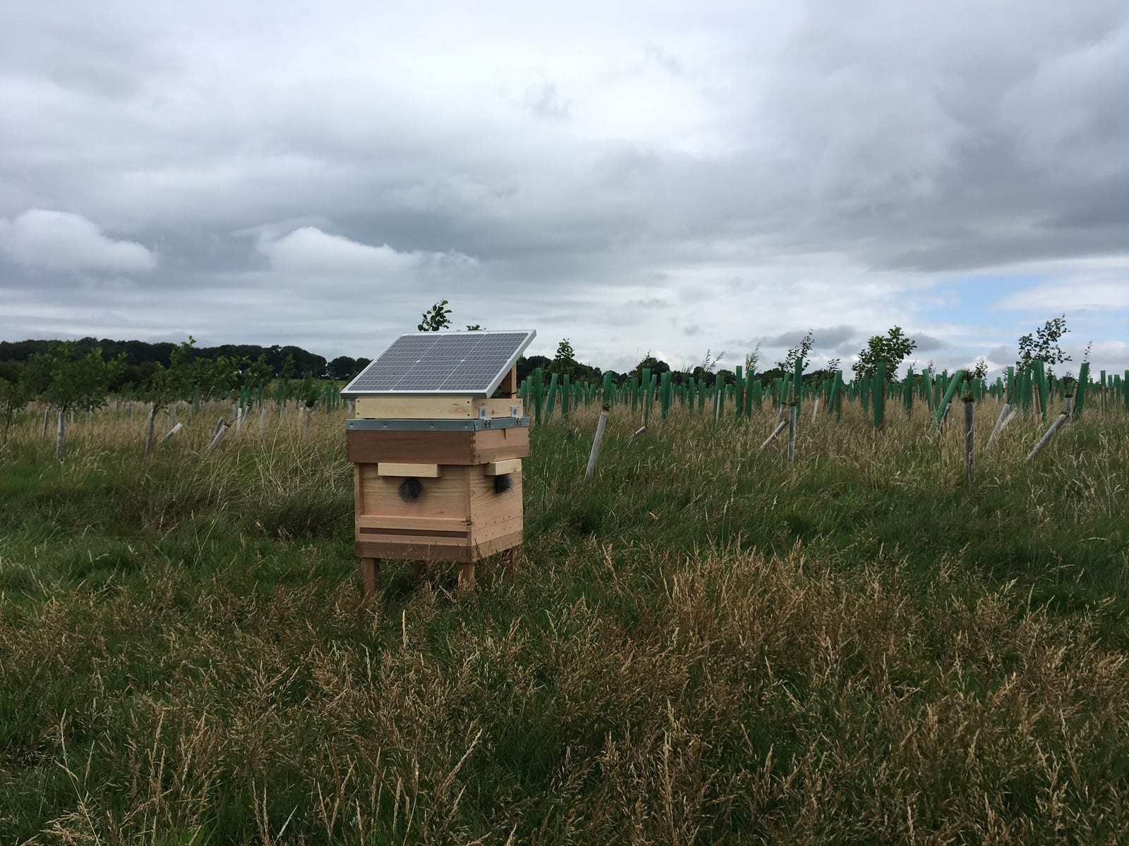 The Soundcamp streambox in Gair Wood — a wooden housing with a solar panel angled to the sky and twin microphones mounted on the front.